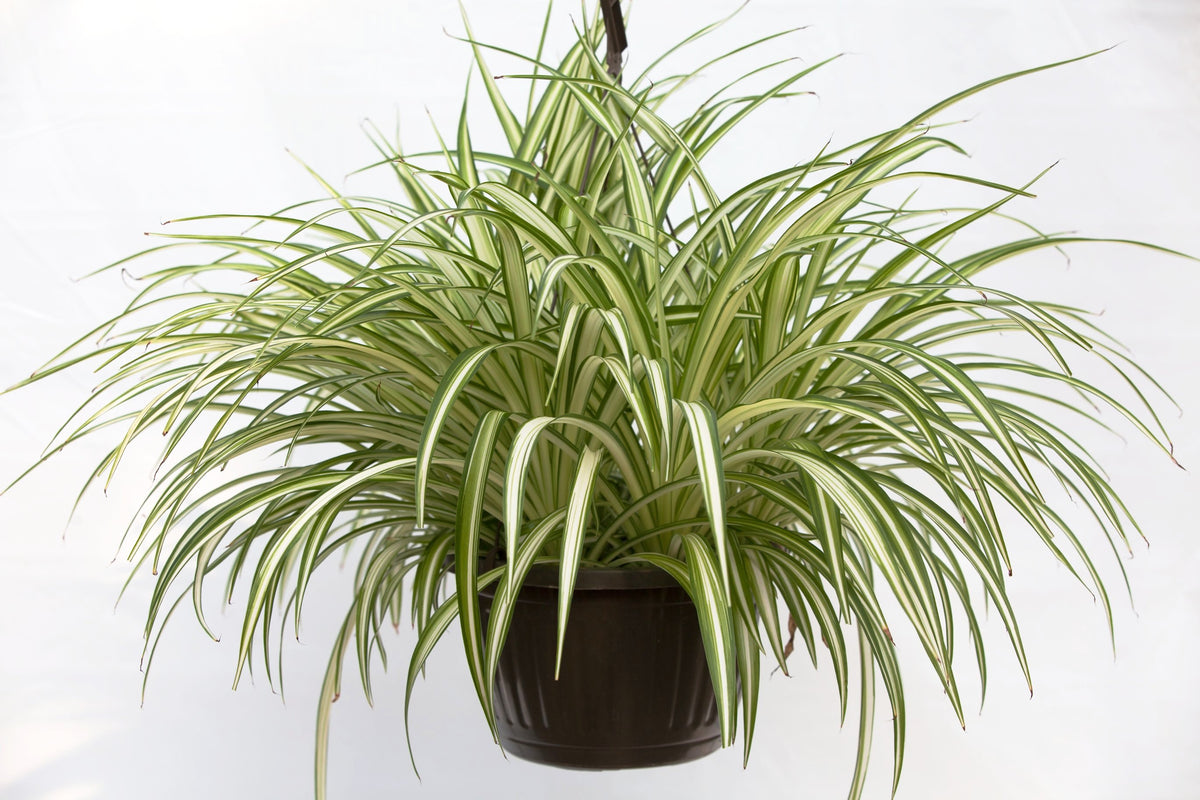 Spider Plant - 10 hanging basket – Shelley's Garden Center